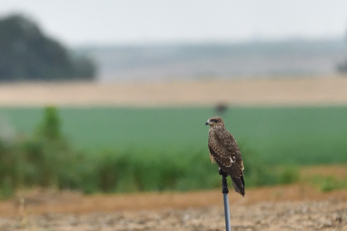 Black Kite (Black) - ML650438648