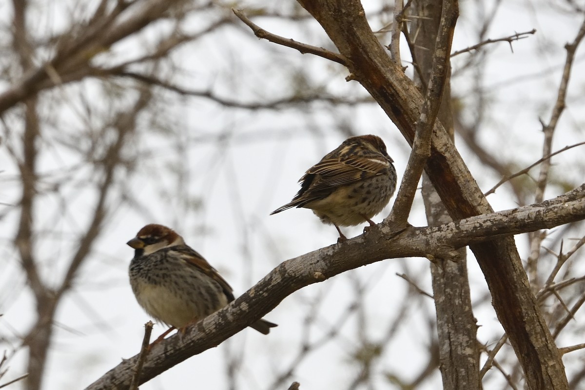 Spanish Sparrow - ML650438651
