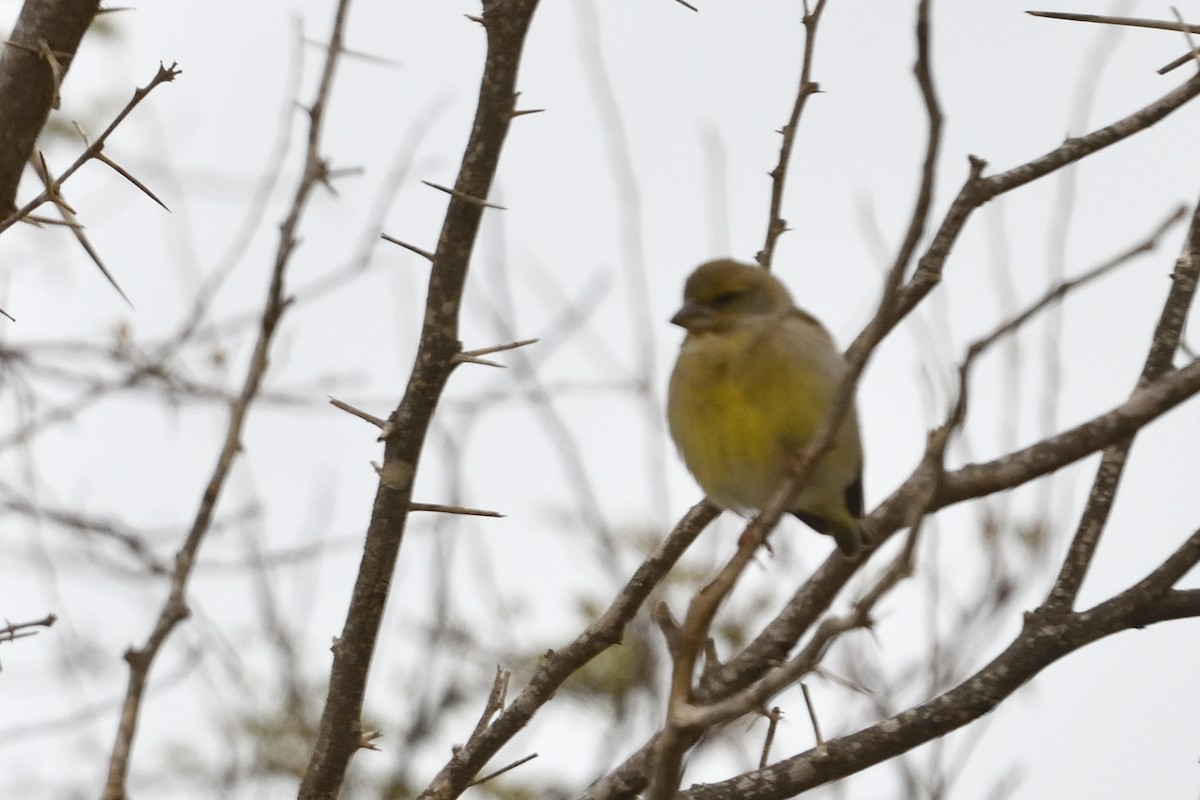 European Greenfinch - ML650438652