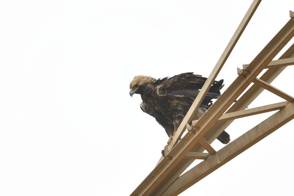 Imperial Eagle - ML650438660