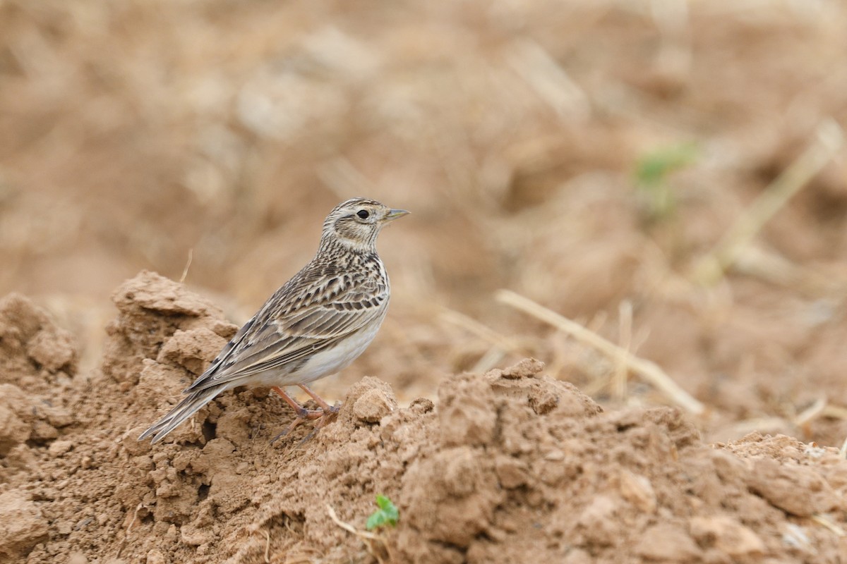 Eurasian Skylark (European) - ML650438666
