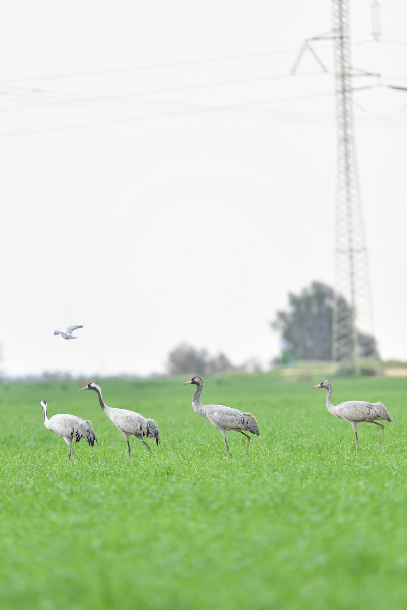Common Crane - ML650438694