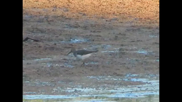 Einsiedelwasserläufer - ML650438699