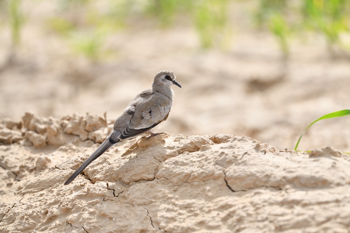 Namaqua Dove - ML650438712