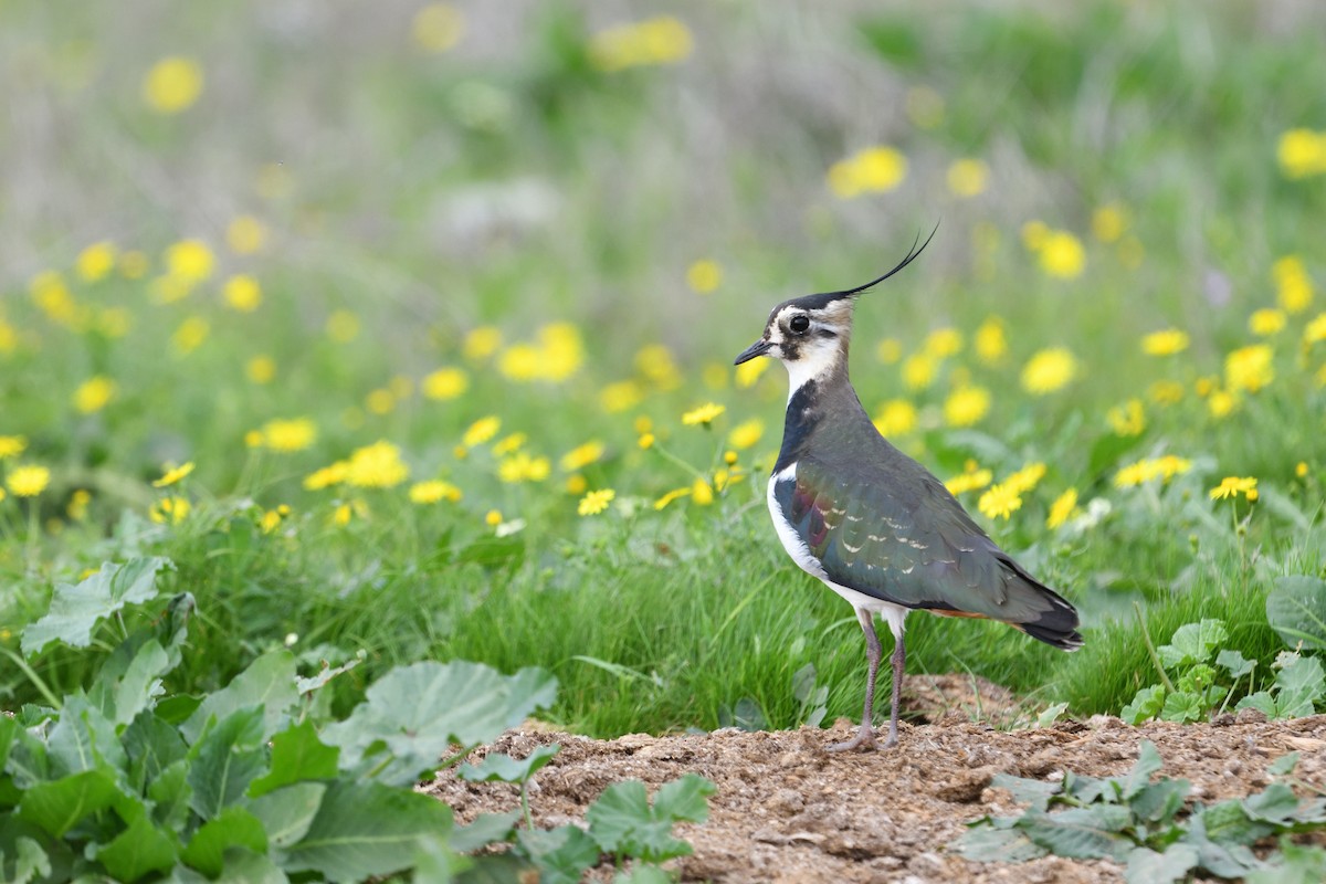 Northern Lapwing - ML650438718