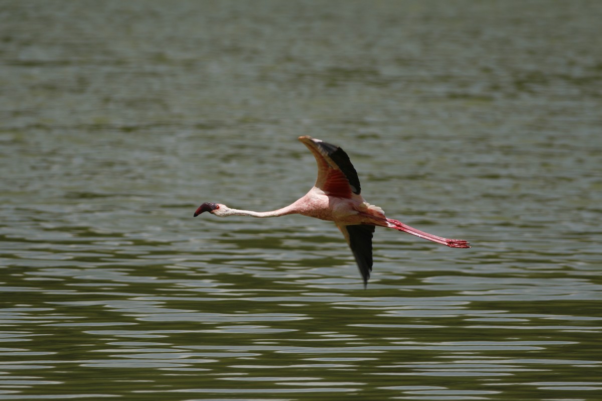 plameňák malý - ML650438752