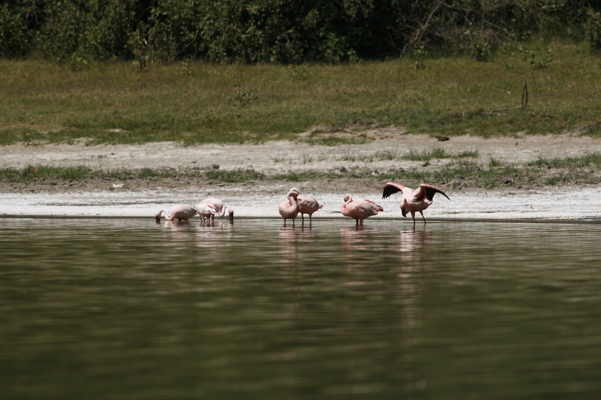 plameňák malý - ML650438753