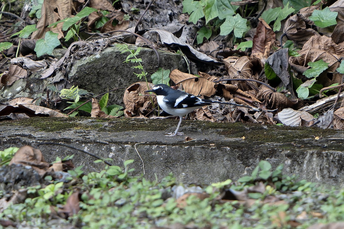 Slaty-backed Forktail - ML650438770