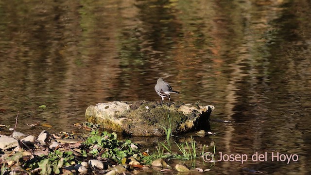 White Wagtail - ML650438806