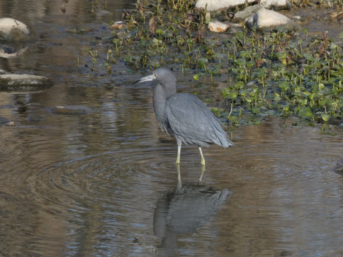 Mavi Balıkçıl - ML650439069