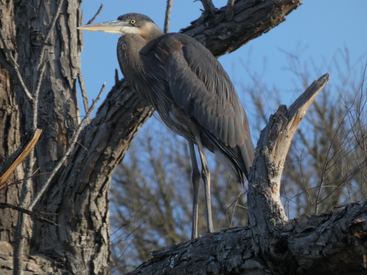 Amerika Gri Balıkçılı - ML650439080