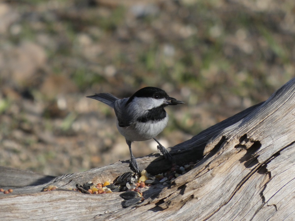 Karolina Baştankarası - ML650439108