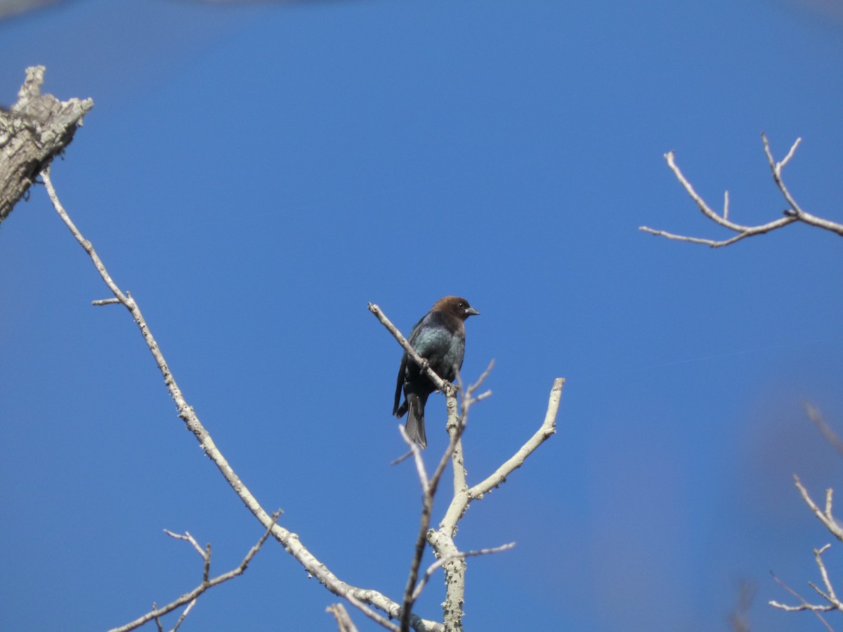 Boz Başlı İnekkuşu - ML650439116