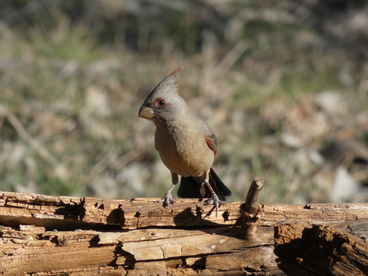 Arizona Kardinalı - ML650439121