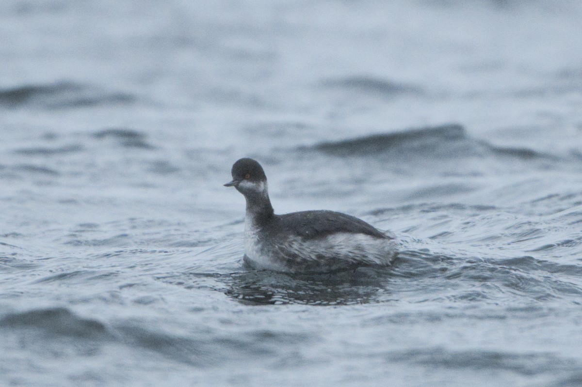 Svasso piccolo - ML650439141