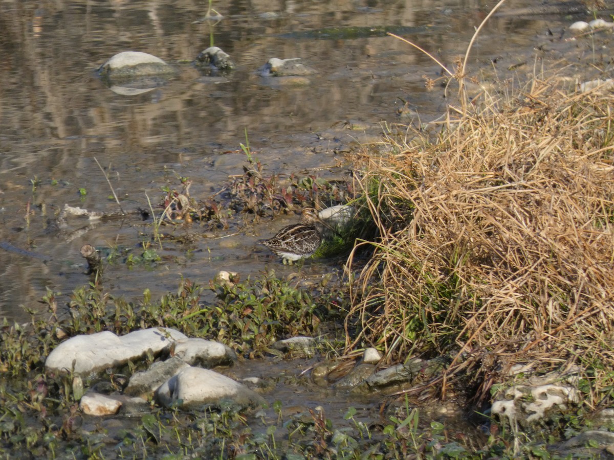 Wilson Suçulluğu - ML650439158