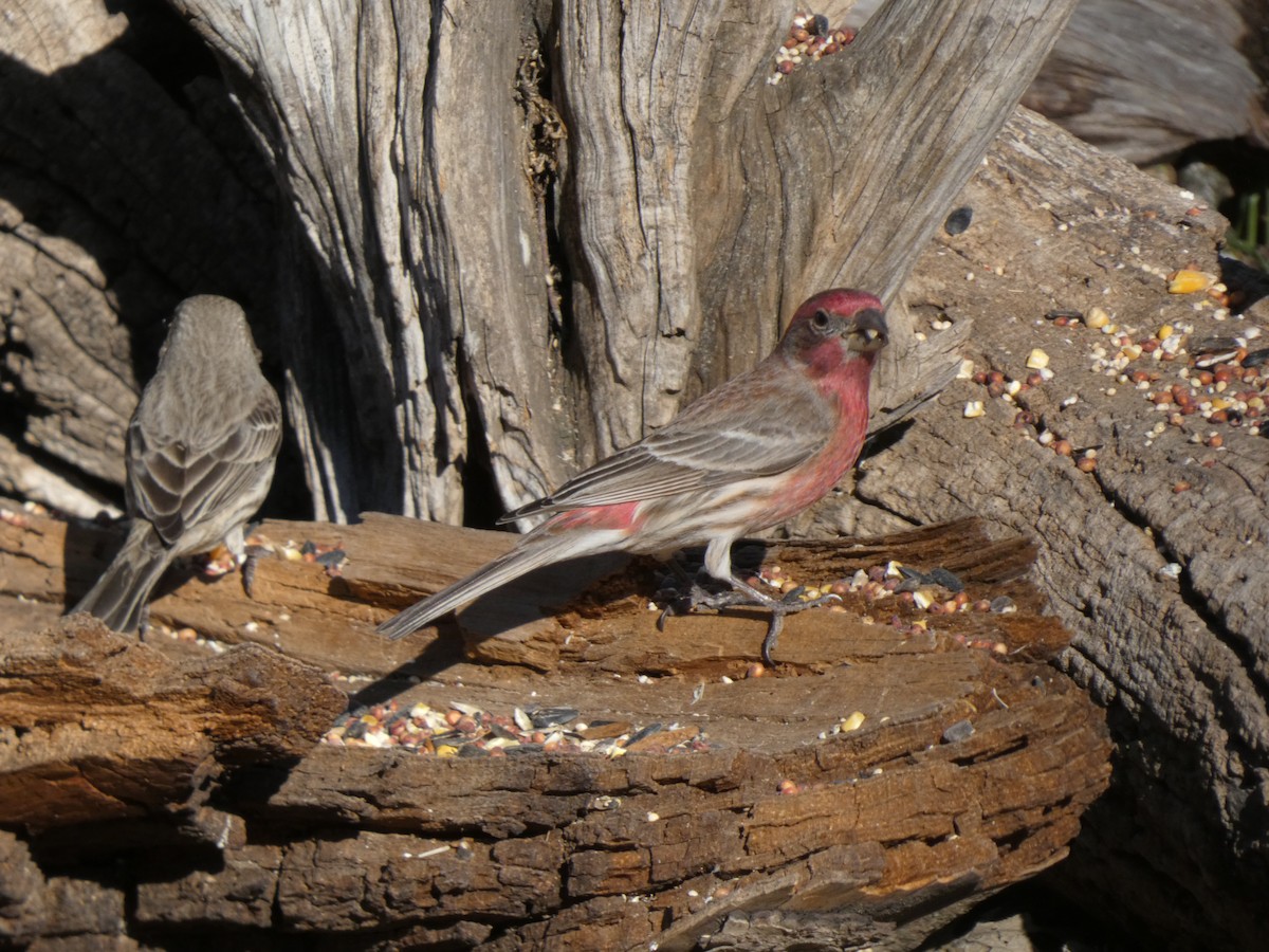 Ev Çütresi - ML650439167