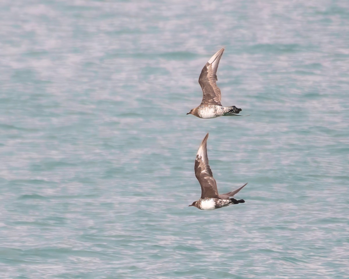 Küt Kuyruklu Korsanmartı - ML650439478