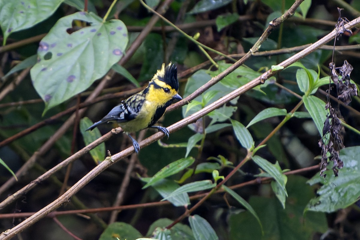 Yellow-cheeked Tit - ML650439807