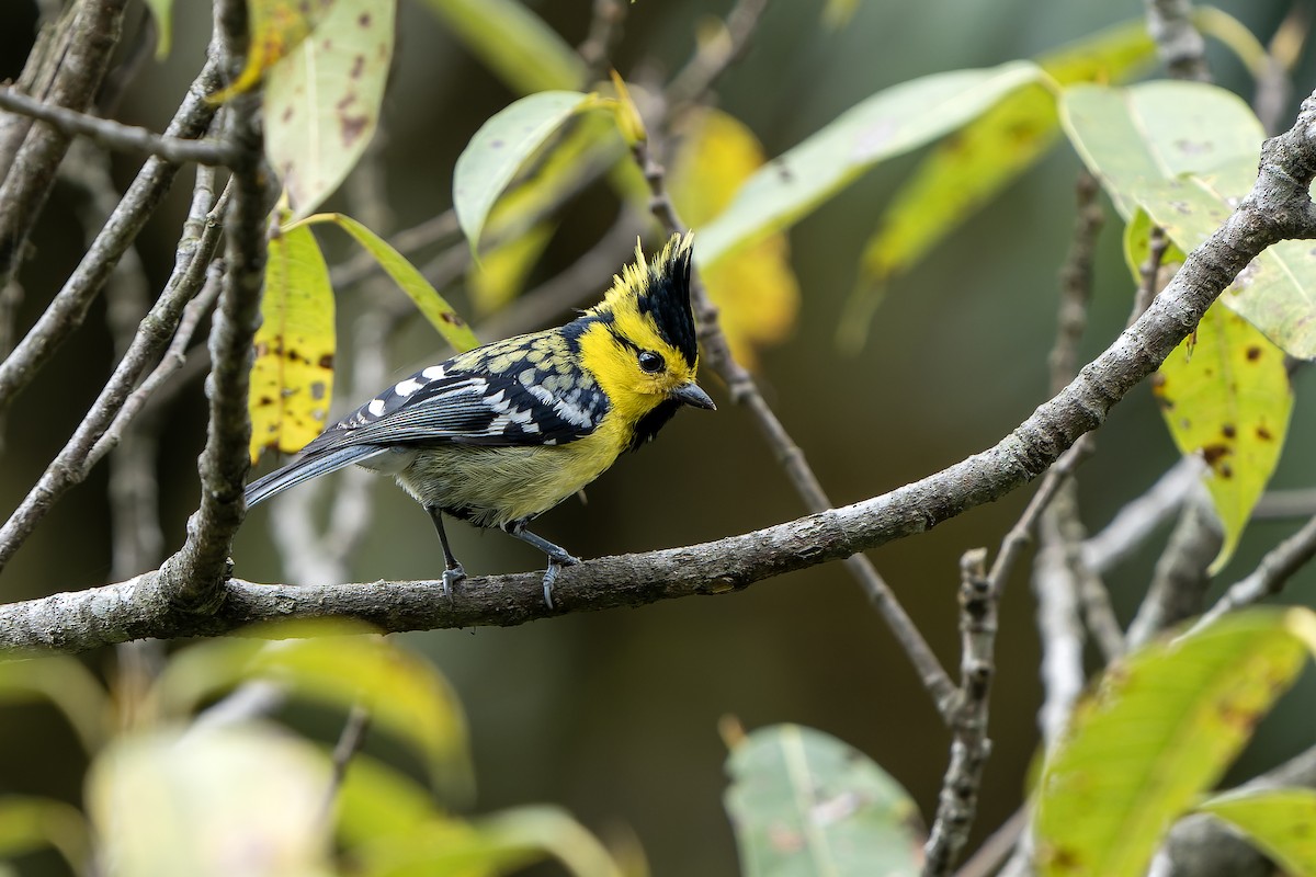 Yellow-cheeked Tit - ML650439808