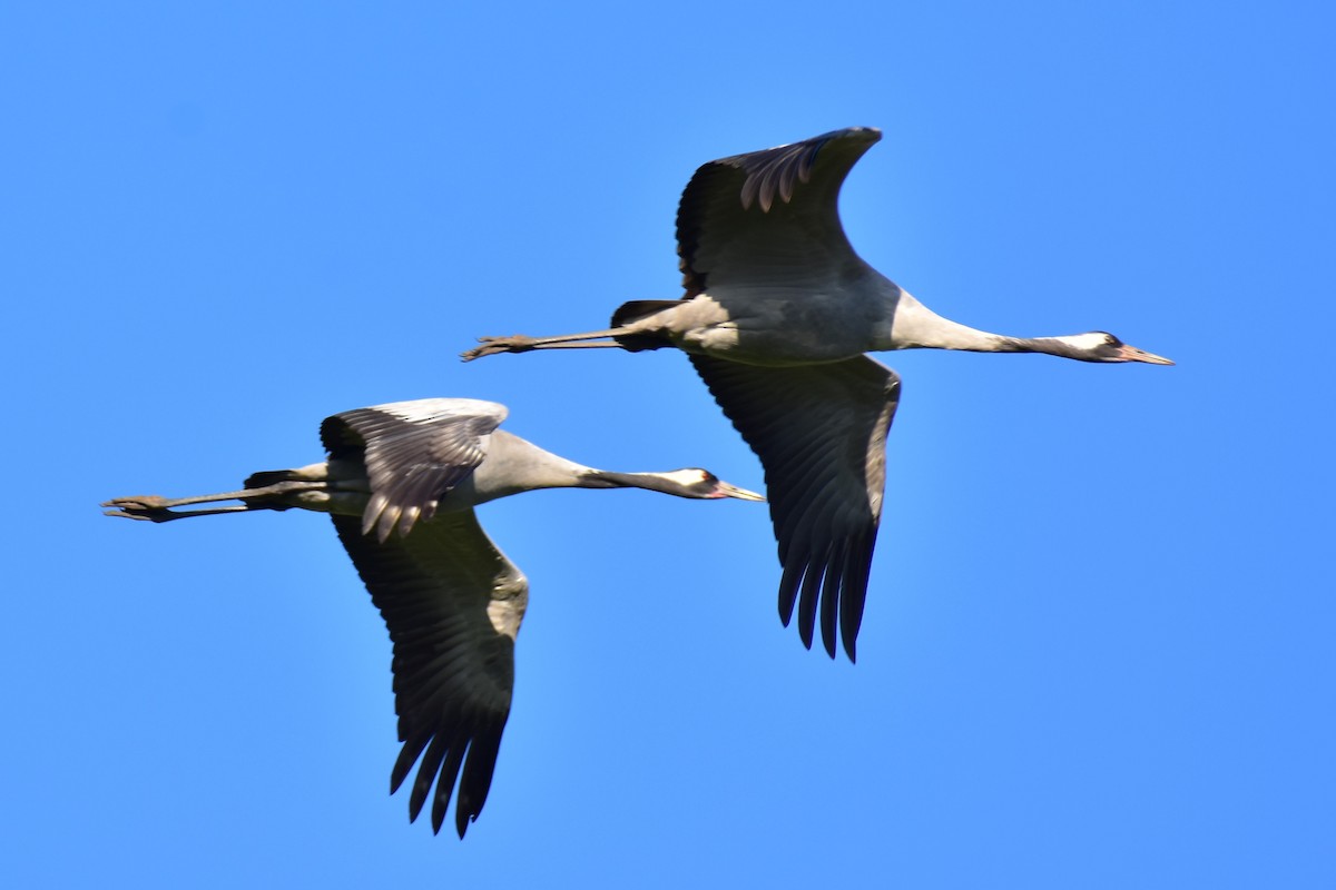 jeřáb popelavý - ML650440004