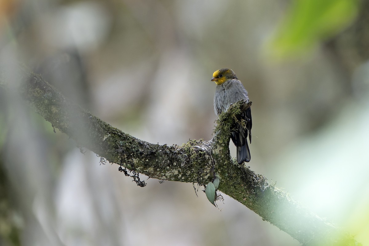 Yellow-rumped Honeyguide - ML650440008