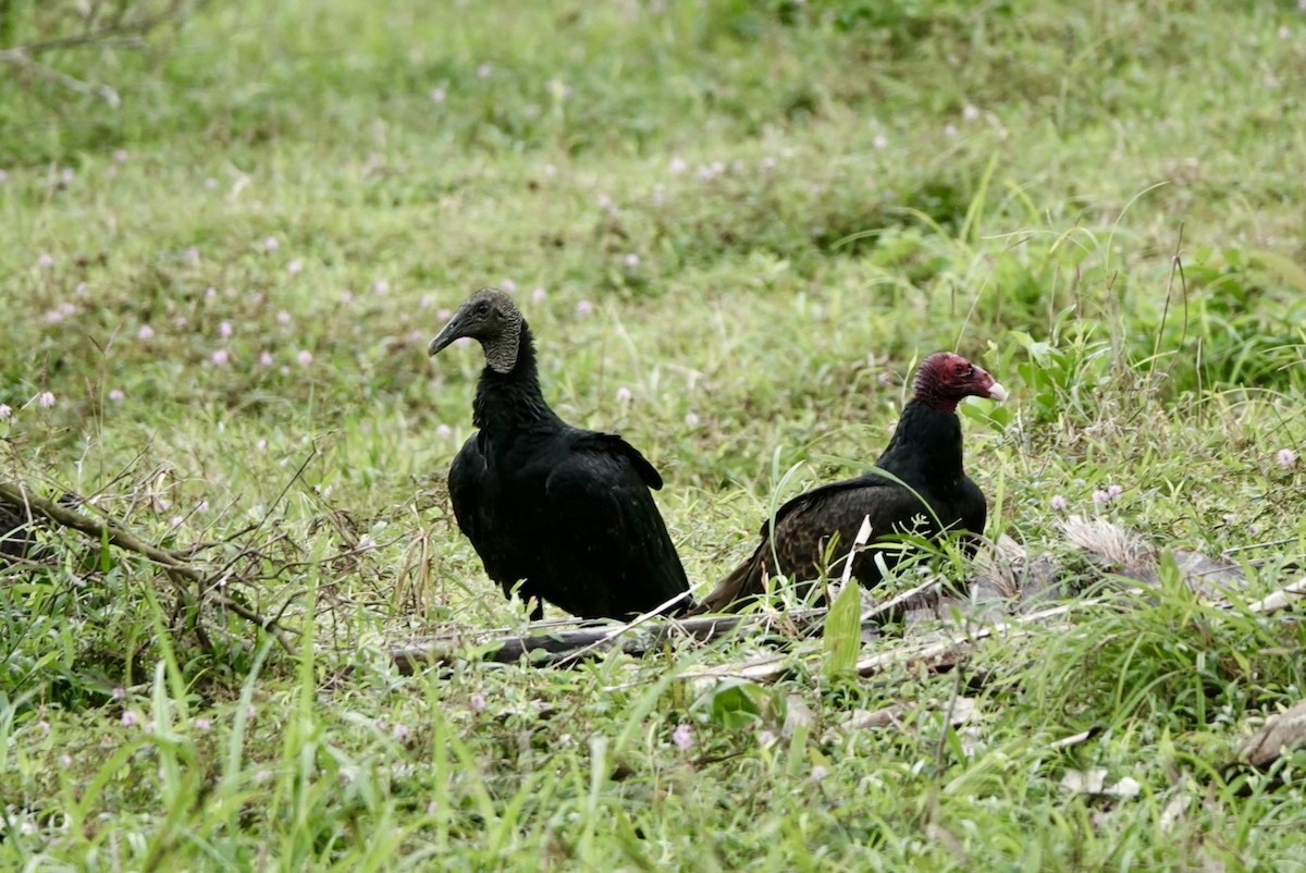 Чёрная катарта - ML650440016