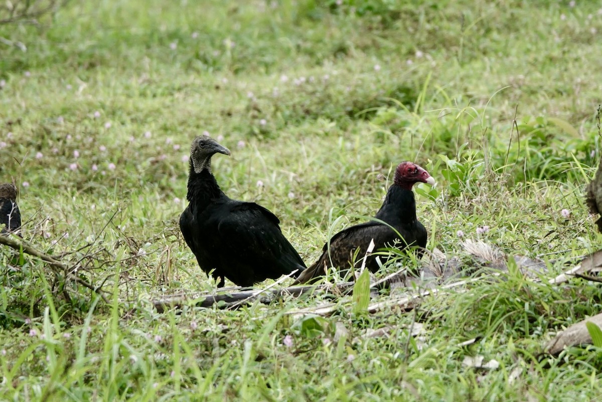 Чёрная катарта - ML650440017