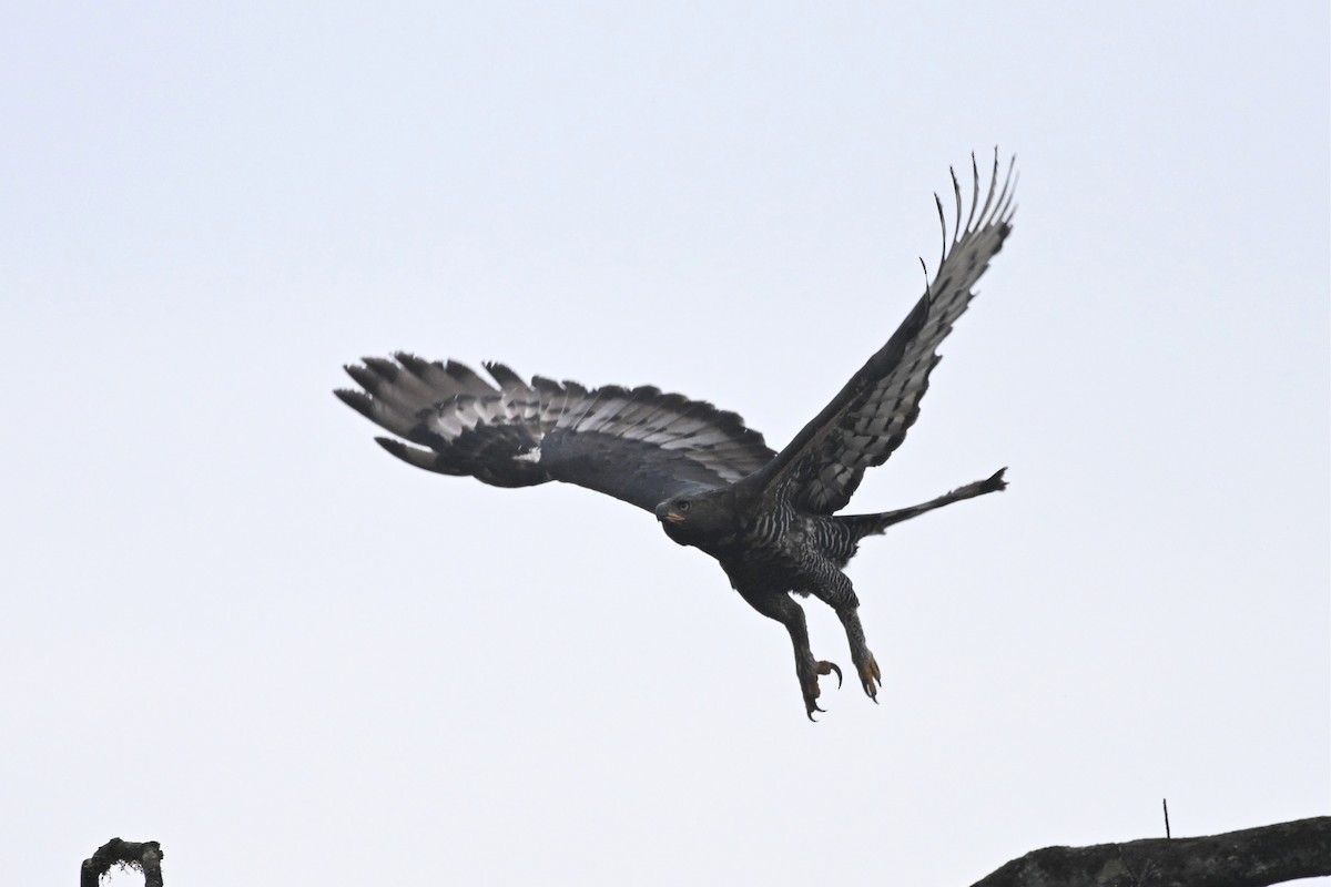 カンムリクマタカ - ML650440063