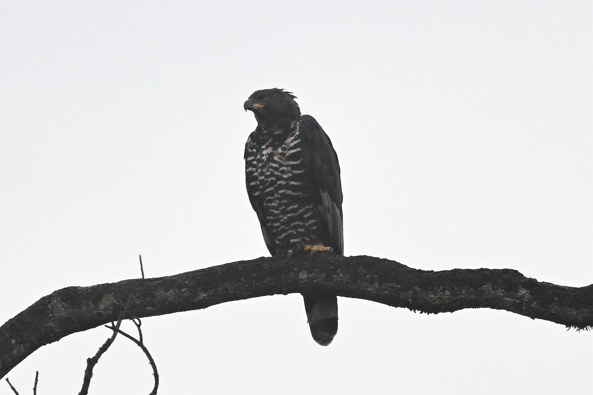 カンムリクマタカ - ML650440064