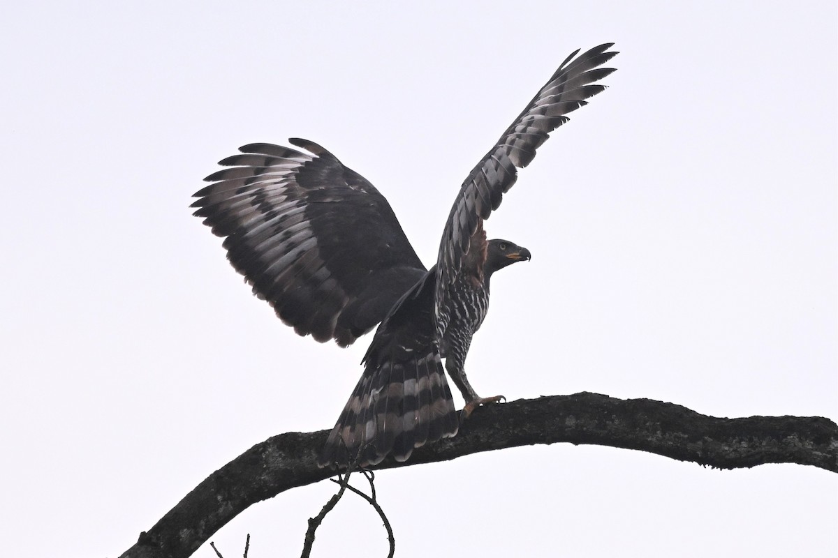 カンムリクマタカ - ML650440072