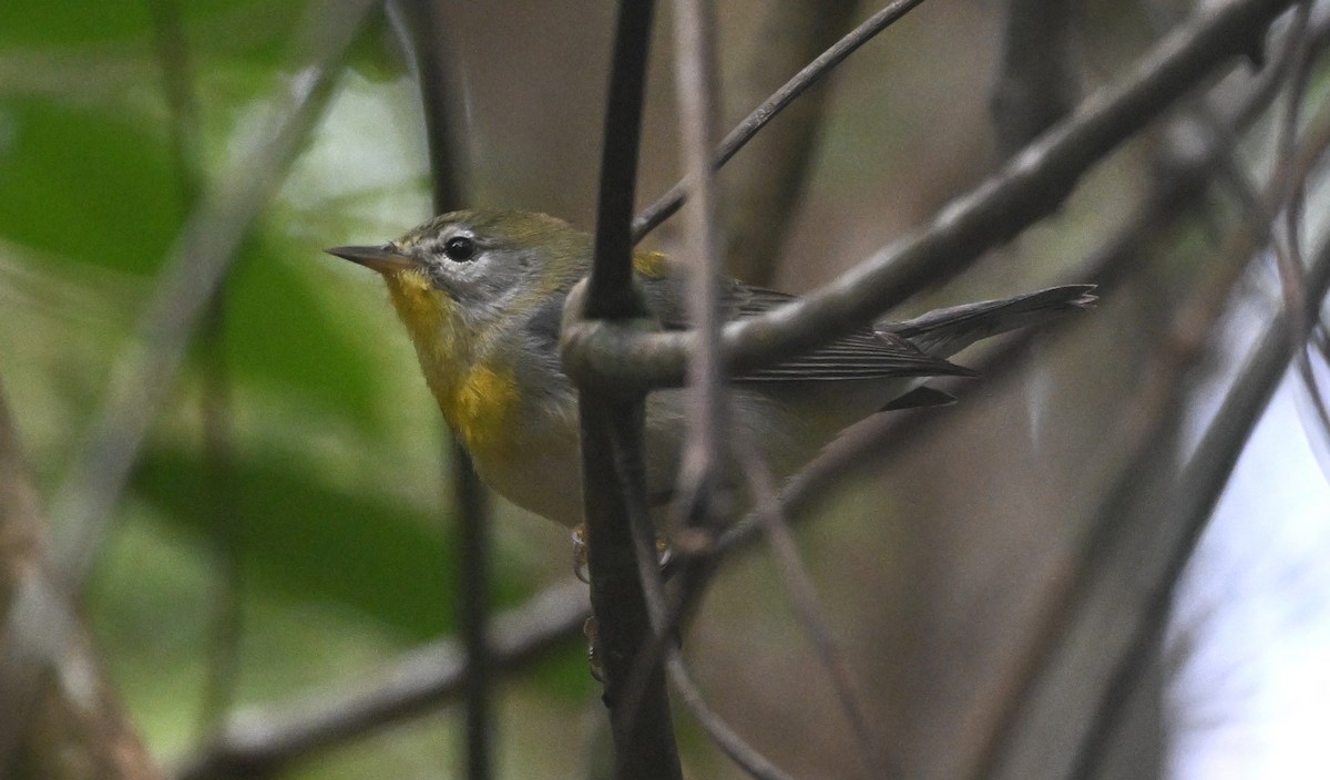 Northern Parula - ML650440097