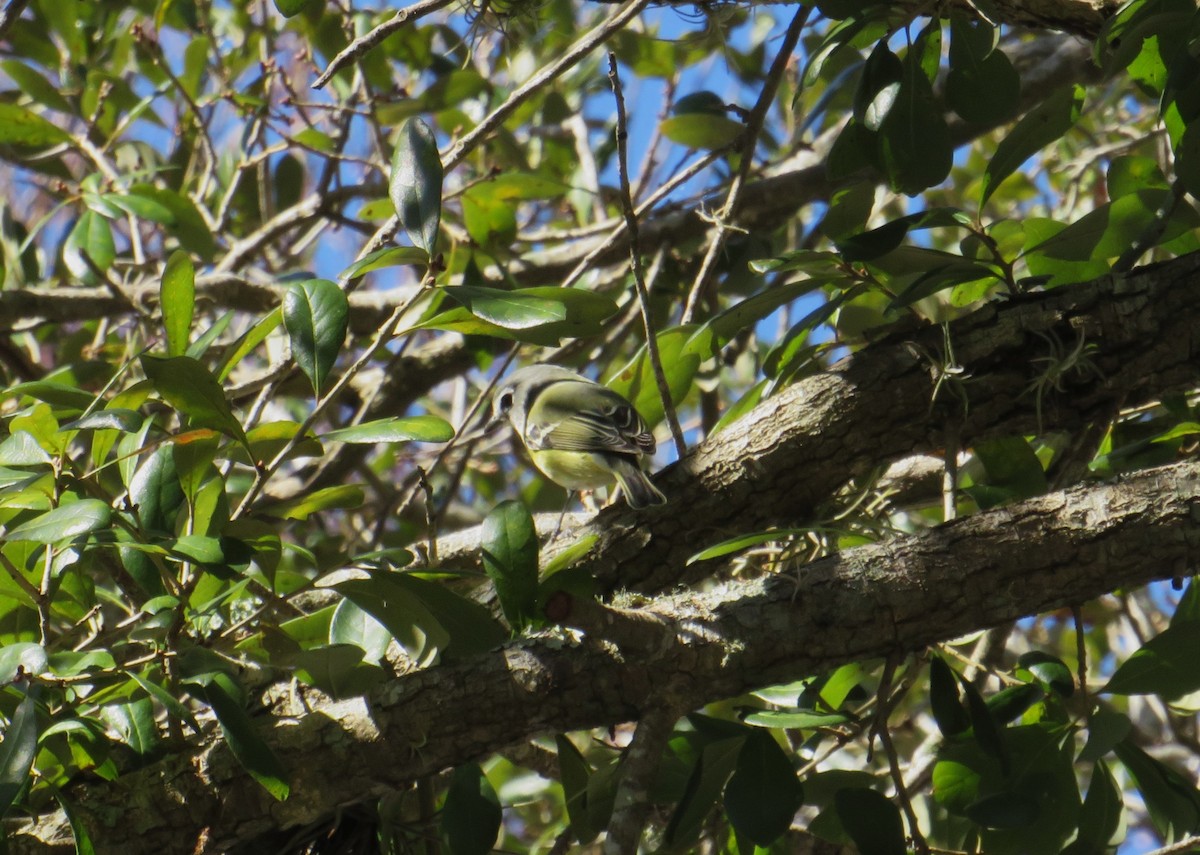 Blue-headed Vireo - ML650440292