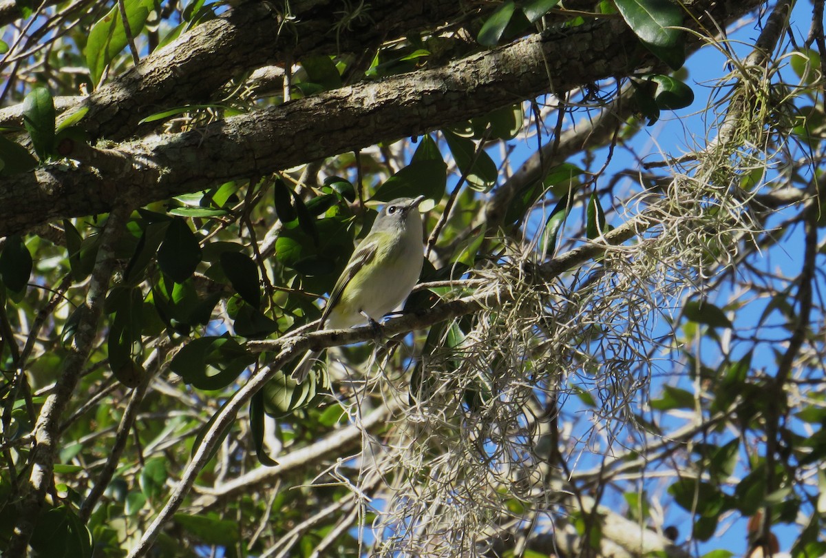 Blue-headed Vireo - ML650440312