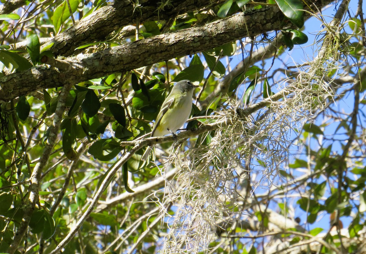 Blue-headed Vireo - ML650440346