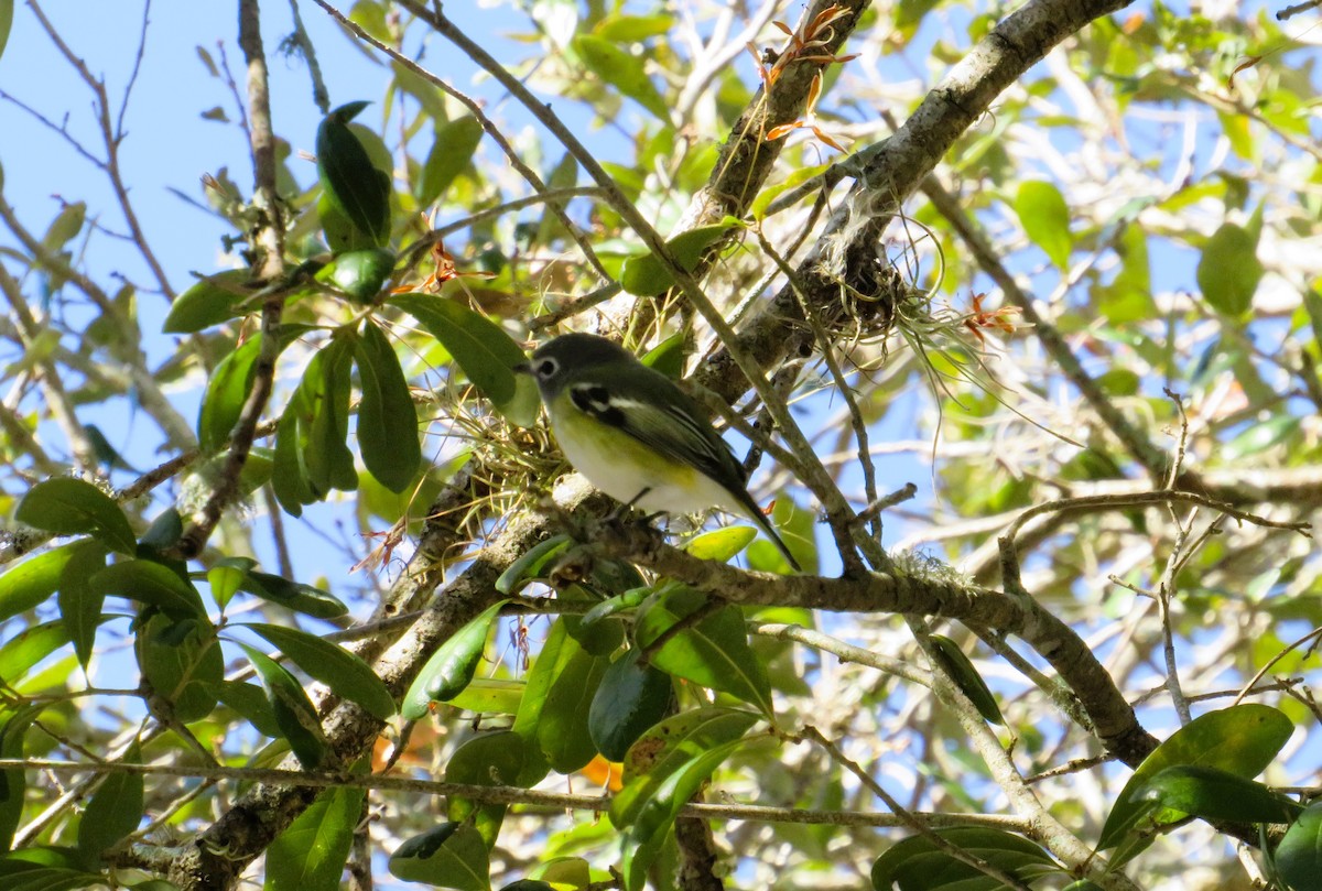 Blue-headed Vireo - ML650440353