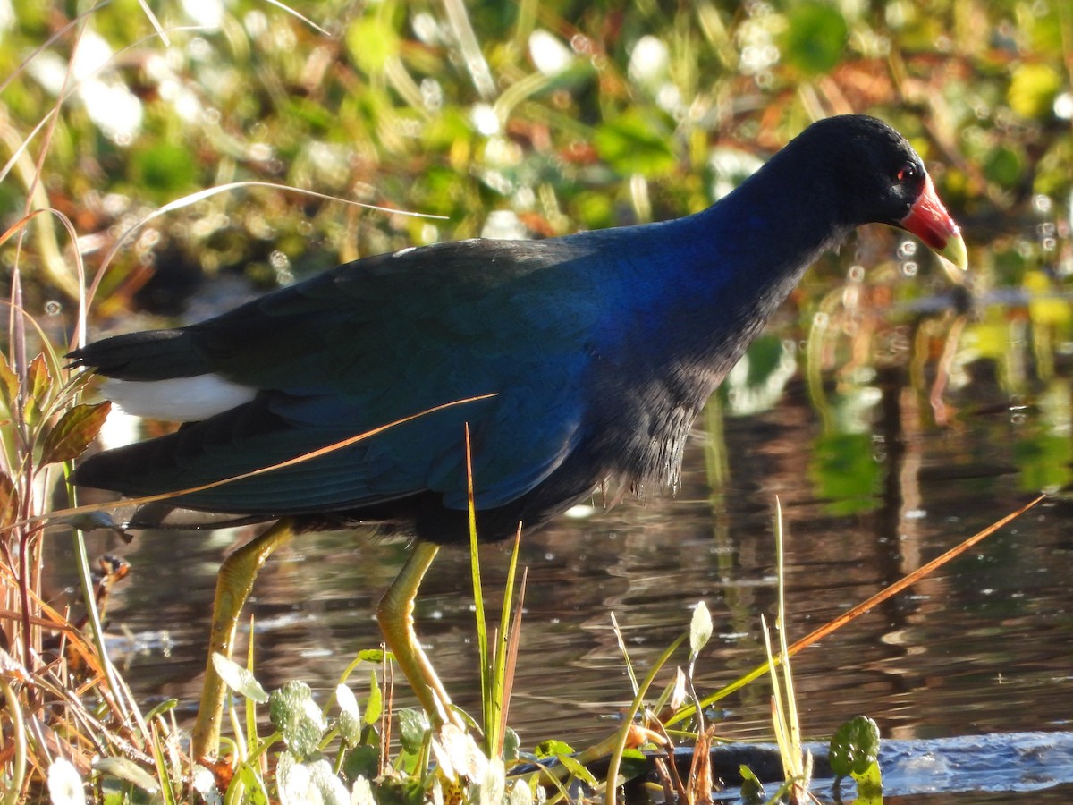 Purple Gallinule - ML650440402