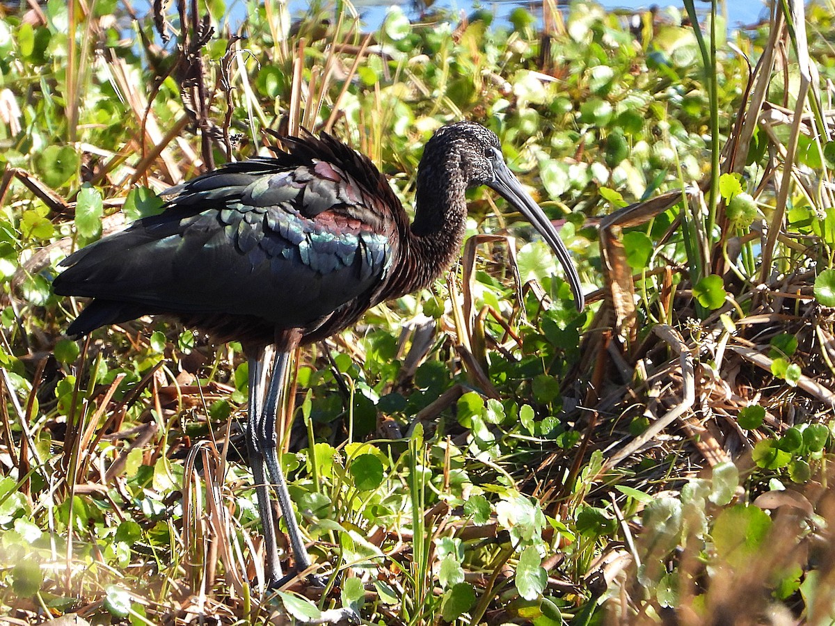 Glossy Ibis - ML650440422