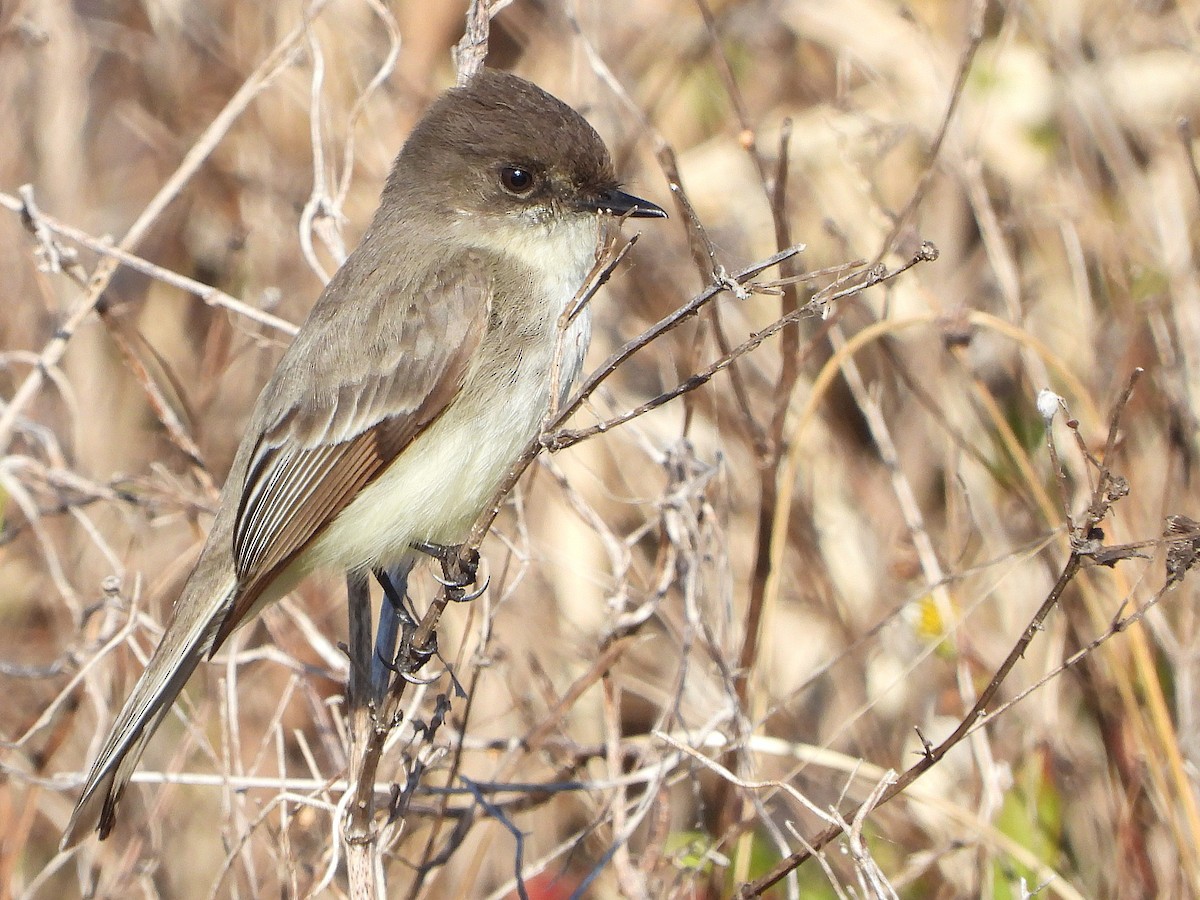 Eastern Phoebe - ML650440433