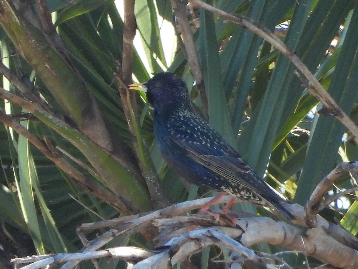 European Starling - ML650440452