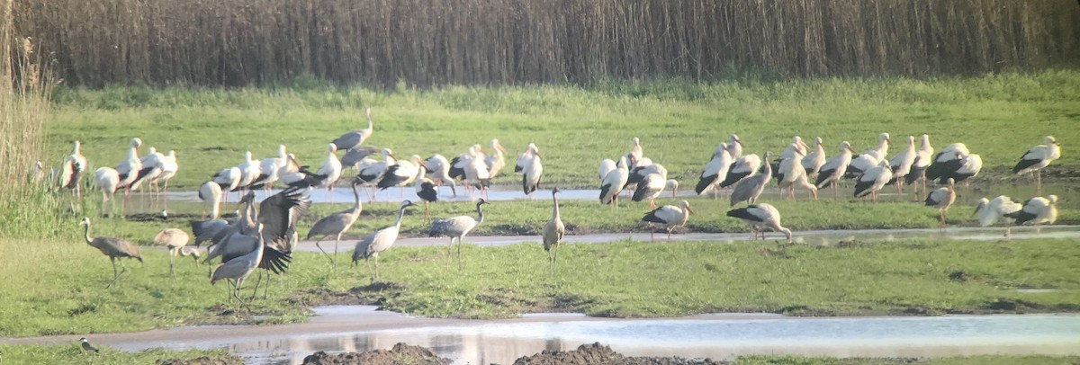 čáp bílý - ML650440485