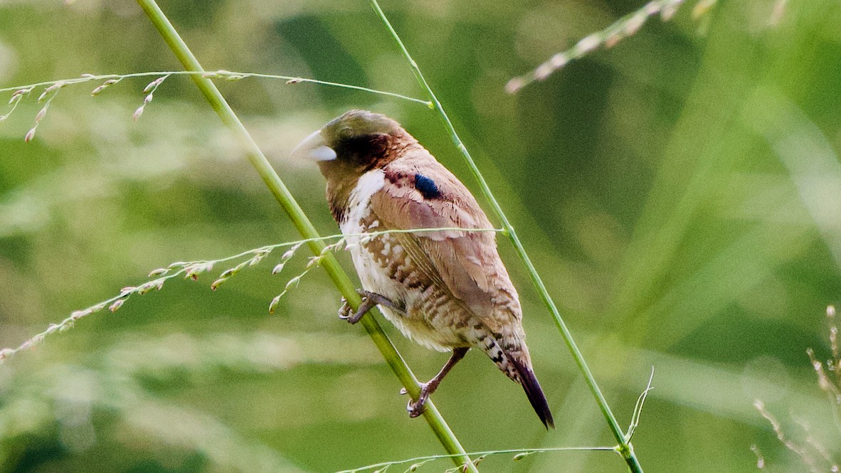 Bronze Mannikin - ML650440562