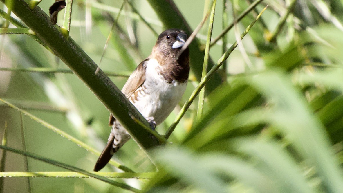 Bronze Mannikin - ML650440577