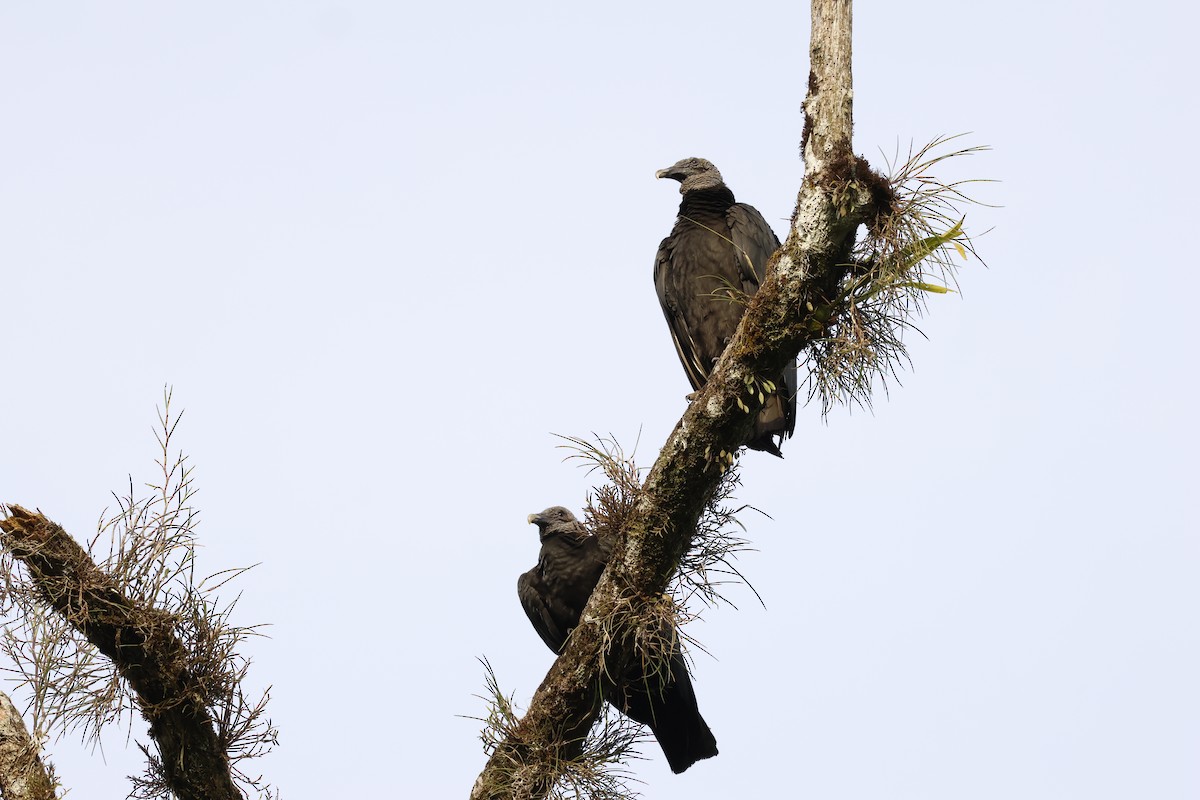 Чёрная катарта - ML650440612