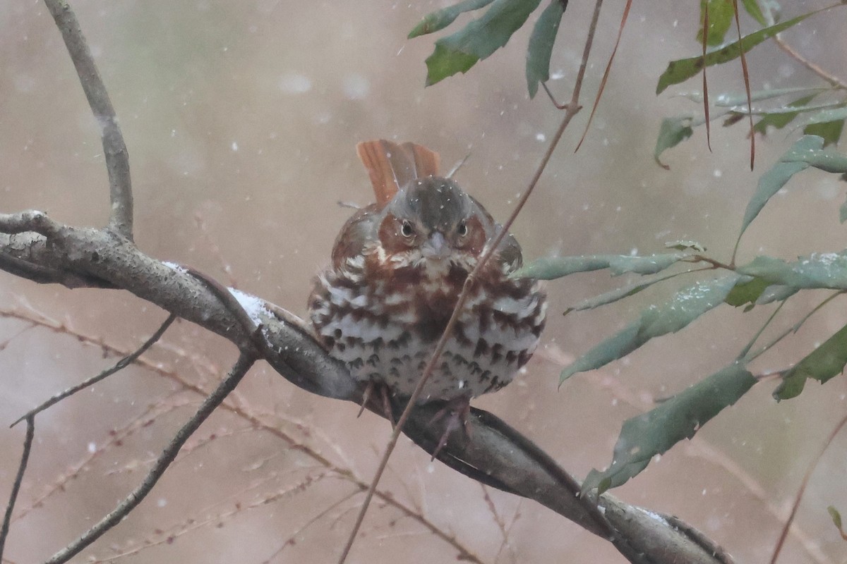 Fox Sparrow (Red) - ML650440708