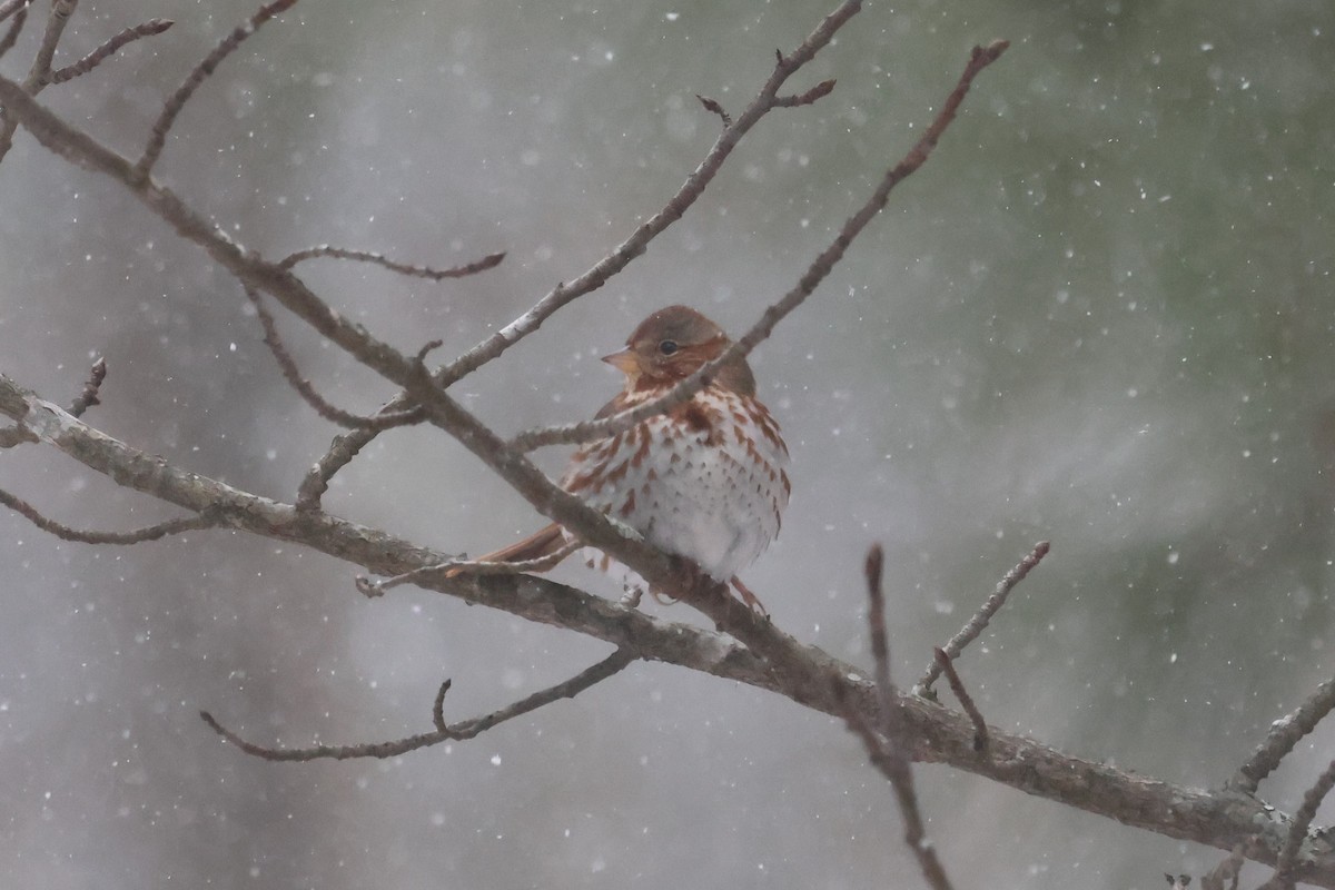 Fox Sparrow (Red) - ML650440709
