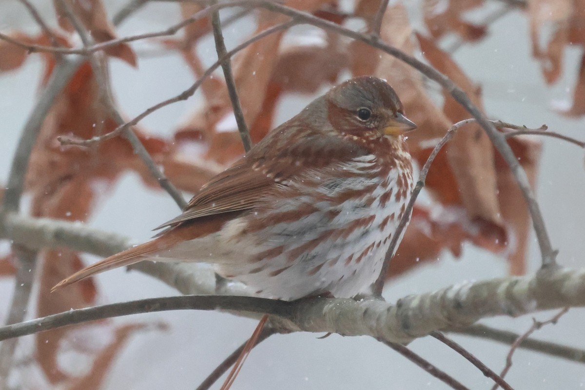 Fox Sparrow (Red) - ML650440710
