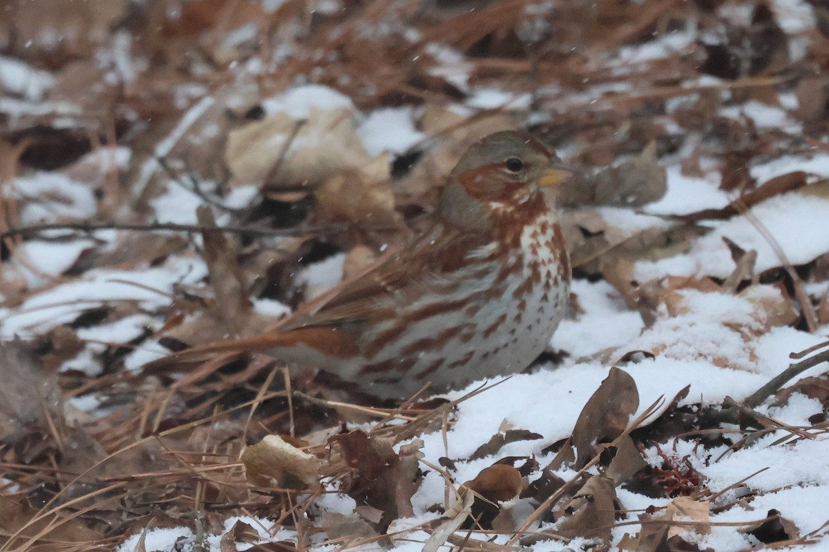 Fox Sparrow (Red) - ML650440712