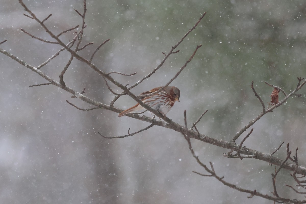 Fox Sparrow (Red) - ML650440713