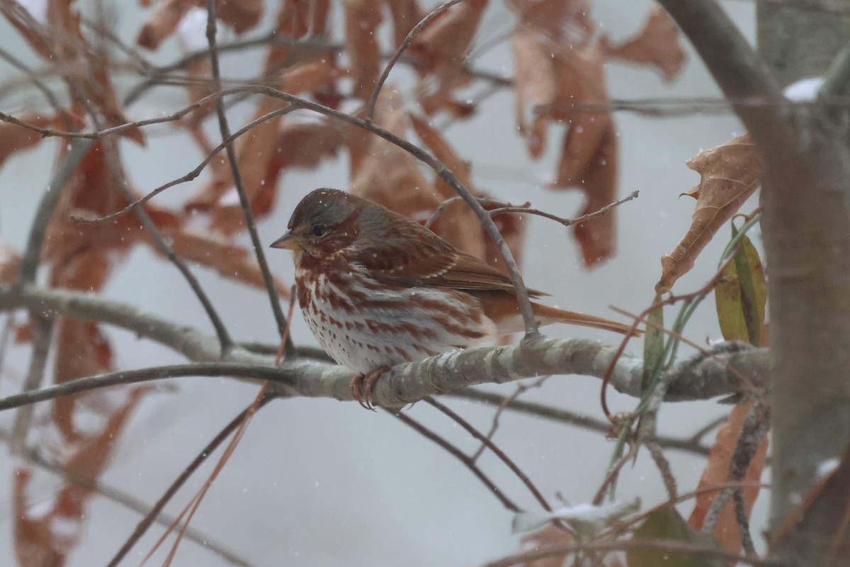 Fox Sparrow (Red) - ML650440715